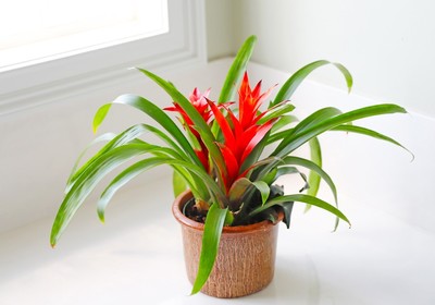 Plants That Can Thrive in the Bathroom