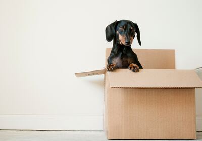 The Art of Packing: Creative Storage Ideas for a Smoother Move